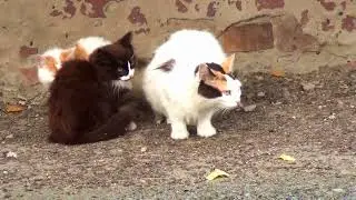 Кошачье семейство. Утро