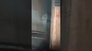 призраки близнецы