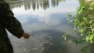 Крымские пираньи :)