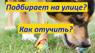 293. How to stop a dog from vacuuming. How to stop a dog from picking up food from the ground out...