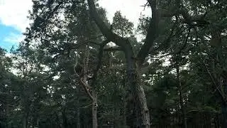 Прогулка по городу Салацгрива…