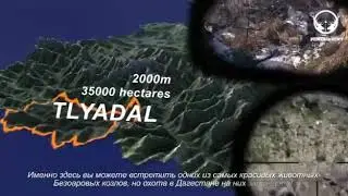 Трофейная охота на Дагестанского тура в горах Дагестана.