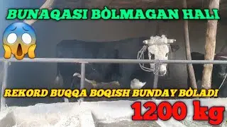 MOL BOQISH SIŔLARI  BUNAQASI BÒLMAGAN HALI BUXORODA BITTA BU МОЛ БОКИШ СИРЛАРИ БУНАКАСИ БУЛМАГАН ХА