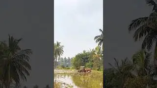 #paddyfields