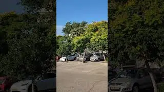 В ИЗРАИЛЕ НЕТ ДЕРЕВЬЕВ ? 😳