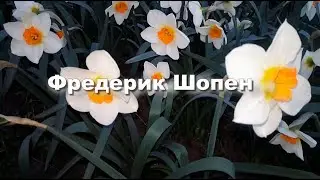Фредерик Шопен   Прелюдия №4 ми минор Музыка для души