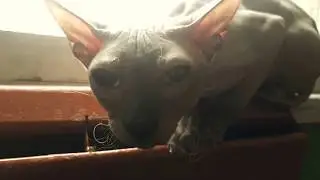 встреча со странным котэ в подъезде