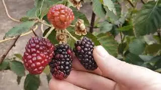 Результат укоренения ежевики макушками. Сорт Коламбия Санрайз. 20 октября 2024г