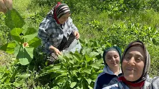 Yazıhan kırsalının düzlüklerinde çeşit çeşit yabani otlar topladık❗️Sirken Otu - Kangal - Labada …