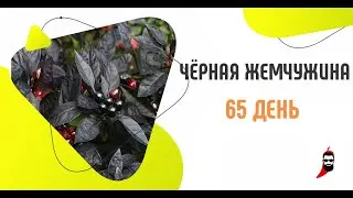 Сорт перца Чёрная Жемчужина на 65 день