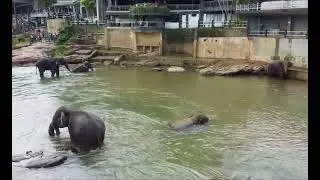 Pinnawala Elephant Orphanage (part 3)