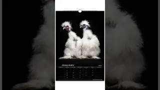 Chickens 2024 calendar.