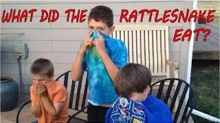 What did the RATTLESNAKE eat?