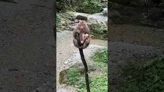 2023/06/21 峨眉山生態猴區，母猴帶小猴討食影片