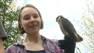 Птицы в городе. Большой репортаж