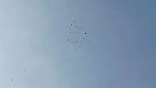 Николаевские голуби Крым.