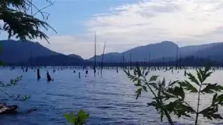 Scary Snake - Warning! You have to watch until the end!