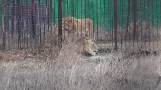 Сладкие потягушки от льва Руслана, а лев Витя не отходит от своей дамы! Тайган. Декабрь 2020.