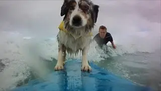 Surfing dog
