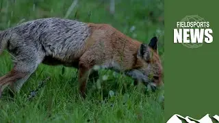 UK government to pay cash bounty for foxshooting