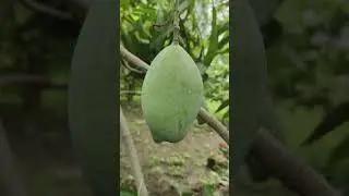 आम एक अद्भुत पौधा