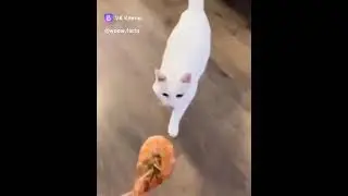 Как разбудить кошку?