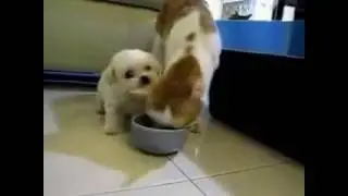 Терпеливый кот