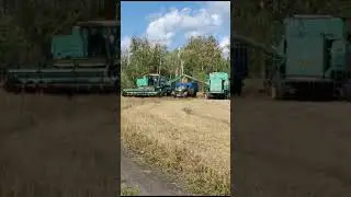 Пшеница-Сибирское золото