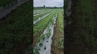 મરચીની ખેતી/મરચાની ખેતી/how to grow chilli/mirchi ki kheti/chilli farming #chilli  @Kheti_walee