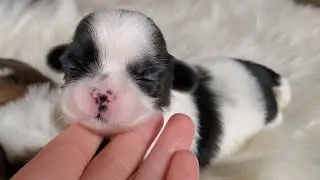 When do Puppies eyes start to open? || Shih Tzu puppy