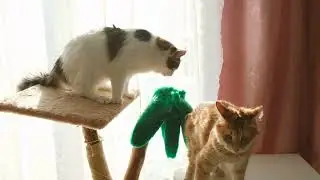 Baby Cats - Cute and Funny Cat Videos Compilation
