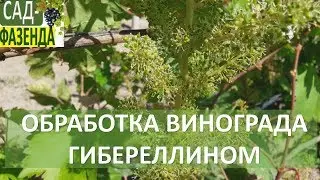 Гибереллин. Обработка винограда гибереллином. Виноград
