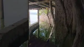 mangrove 