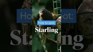 Can't beat a Starling can you? Don't forget to sign up for Big Garden Birdwatch 😎 #birds #starlings
