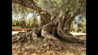 ¿ACEITUNEROS ALTIVOS?