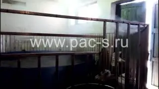Системы туманного охлаждения. Цирк охлаждение тюлений.