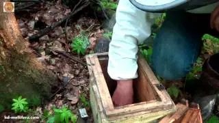 Осмотр нуклеуса 1