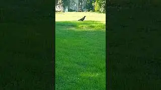 What Is The Crow Up To I Know Up To Something #crow #bird #nature #pinkpanther #sneaky #grass