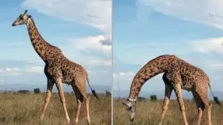 Tutorial photoshop cs5 fr deformation de la marionnette