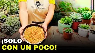 Así de fácil es TRANSFORMAR tus SUCULENTAS y que abunde su... 😲🤯🥰