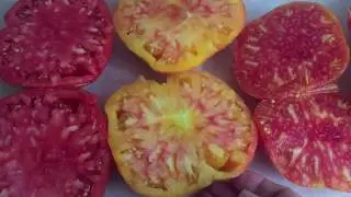 Tomatoes: Sugar Giant, Grapefruit, and Afternoon Delight