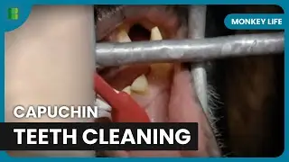Capuchins at the Dentist! - Monkey Life