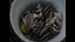 за грибами,ищем вешенки.