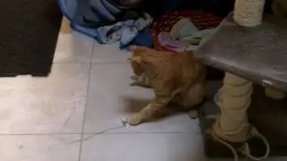 Honda e il bozzolo!