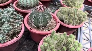仙人掌