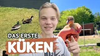 Das ERSTE BABY ist DA!