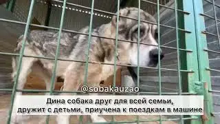 Дина (алабай) ищет хозяина! Приют «Щербинка»