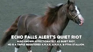 Fun with Mini Horses Episode 1: Meet the Minis