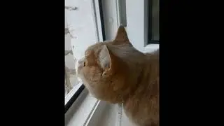 Сима