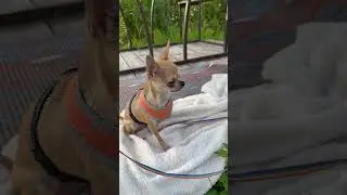 Собака крёстной